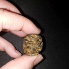 Meta Sequoia Pine Cone Fossil - Hell Creek Formation Cretaceous Gorgeous Beauty