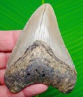 3 82     Megalodon Shark Tooth Real Fossil 
