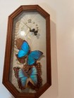 Chuck Kondor Shadow Box Butterfly Display Specimen Africa Working Clock