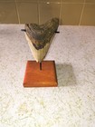         megalodon Shark Tooth Teeth 4 32  Beauty Huge Great Fossil With Stand        