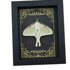 Real Framed Luna Moth Art Deco Golden Scrolls Actias Luna Resting Taxidermy