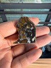 8 1grams Sericho Pallasite Meteorite Slice