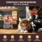 Wellness Core Natural Grain Free Wet Canned Kitten Food Kitten Chicken   Turkey