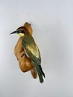 Taxidermy Bird Bee-eater merops Apiaster  Real Bird  Home Decor Souvenir Bird