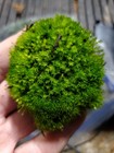 Live Fairy Garden Moss For Terrarium Or Vivarium 6  9 Ziplock Fresh Green Moist