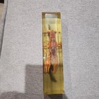 Real Crayfish In Clear Resin Block Lucite Taxidermy Science Specimen Paperweight