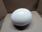 Ostrich Egg Shell   Cleaned