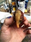 Elm Street Little Rick Meatball Replica - Fits On End Of Freddy Glove Blade