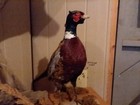 Ring-necked Pheasant Taxidermy Set - Flying   Standing Mounts Rustic Cabin Decor