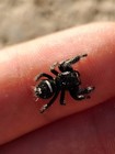   1  Mature Breeder Male Regal  phidippus Regius  