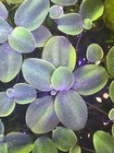 Water Lettuce Floating Aquarium Plant - 6  Plants