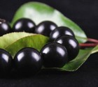 20mm Huge Black Sandalwood Buddhist Wrist Prayer Beads Mala