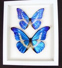 Real Framed Morpho Butterfly Collection Blue Morpho Butterflies Vibrant White