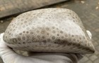 Large Petoskey Stone  About 3 4 Is Highly Polished  2 Lbs   11 Oz 