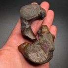 Incredible River Polished Pair Vertabrae North Florida Mammal Fossils Natural