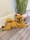 Chow Chow Dog Statue Heavy Recin Home Garden Decor Figurine Gingo