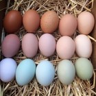 6  Colorful Hatching Eggs Ameraucana  Easter And Olive Egger  Faverolles  Marans