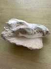 2320g Mammal Skull Specimen Early Pleistocene
