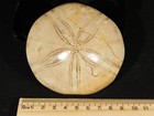 Big  Polished 150 Million Year Old  Sand Dollar Fossil Madagascar 255gr