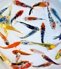 Standard Fin Koi Fish For Sale     Buy Live Koi Fish Online  toledo Goldfish   Koi