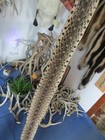 Bull Snake Skin Snake Hide Dry Tanned Bow Wrap Blanks Snake Art Nice 65 In  K4