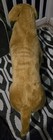Life Size  Rare Melissa   Doug Large 22 X 31  Yellow Lab Plush Dog Stuffed 2116
