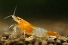 10 1 Orange Rili - Freshwater Neocaridina Aquarium Shrimp  Live Guarantee