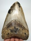 Megalodon Shark Tooth- Real Fossil - 5 06    Huge Shark Teeth  No Restorations