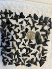 Lot Of 100 Partial Shark Teeth From Southwest Florida Plus 1 Megalodon Fragment