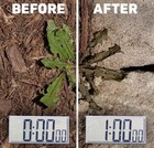 Spruce Snap   Spray Weed   Grass Killer Kit Fast Results
