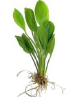 Plants Easy Green Live Aquarium Plants For Aquatic Freshwater Fish Tank