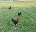 6  French Black Copper Maran Fbcm Chickens Fertile Hatching Eggs Fast Shipping 