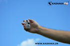 Kashaka   Asalato   Cas Cas 45mm  Professional Quality Shakers  2 Hand Set  Uk 