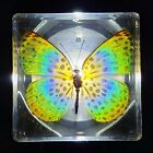 48mm Real Spotted Leopard Butterfly In Clear Lucite Preserved Timelaea Maculata
