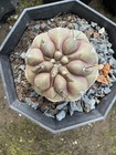 3 5cmseedgrown Spineless Copiapoa Cinerea Extremely Rare Lignified Mutant Garden