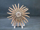 Beautiful Brown Large Multileg  sunflower  Starfish 6  Beach Crafts Coastal Art 