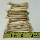 Lot Of 13 Real Taxidermy Coyote Foot Bones Odd Unique Weird Goth Cleaned   4150