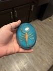 Real Preserved Golden Scorpion Teal Dome Felt Bottom Paperweight