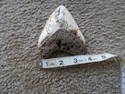 Megalodon Shark Tooth Fossil Teeth South Pacific  New Caledonia