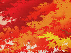 Furoshiki Wrapping Cloth Maple Leaves In Autumn Motif Japanese Fabric 50cm