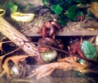 Land Hermit Crab Food treat s Bag Wild  Picked Foods 21 2x2 1 2x3