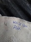 White Tail Deer Hide Hair On Hide Full Tanned Skin Leather Real Fur Taxidermy 1a