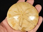 Big  Nice  Polished 150 Million Year Old  Sand Dollar Fossil Madagascar 173gr
