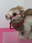 5 5  Steiff Germany Camel Plush Cream Beige  si