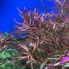 6stems Ludwigia Arcuata Live Freshwater Aquarium Plants Red Purple