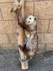 Opossum Life-size Taxidermy Mount For Sale