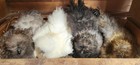 Silkie Chicken Hatching Eggs  Fertilized  Variety Colors  Pure 12