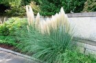Pampas Dwarf Grass   2 Inch   Cortaderia Selloana   Ornamental   Border Plant