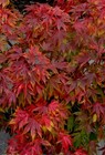  oregon Sunset  Maple Tree Seeds Acer Semi - Dwarf Hardy - Zone 5 Red Orange