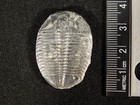500 Million Year Old  Elrathia Trilobite Fossil From Cambrian Utah 3 34